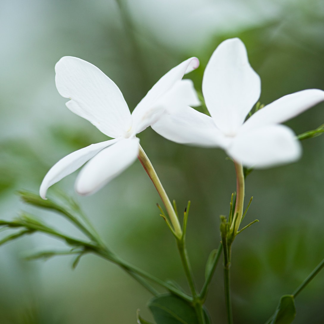 Image representing Bvlgari's perfumery.