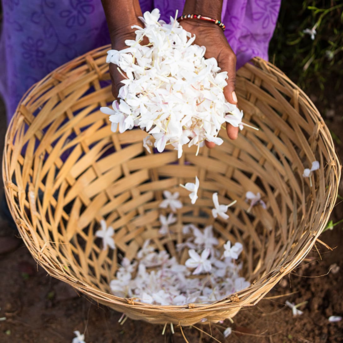 Creative shot of flowers on a white background representing the ingredients of Bulgari's fragrances.