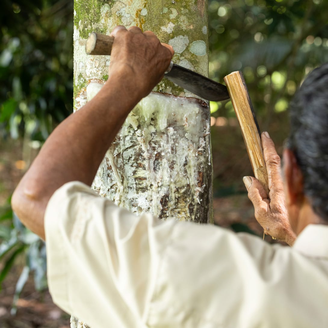 Image representing the responsible cultivation of Elemi trees in the Philippines.