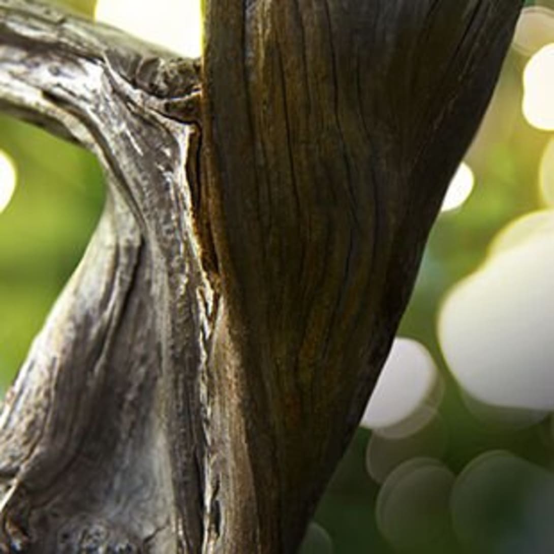 Creative shot of the olfactive ingredients of the Bulgari Man Wood Essence fragrance.