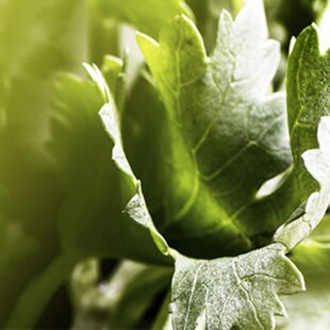 Creative shot of coriander and Italian citrus zest, the top notes of the Bulgari Man Wood Essence perfume.