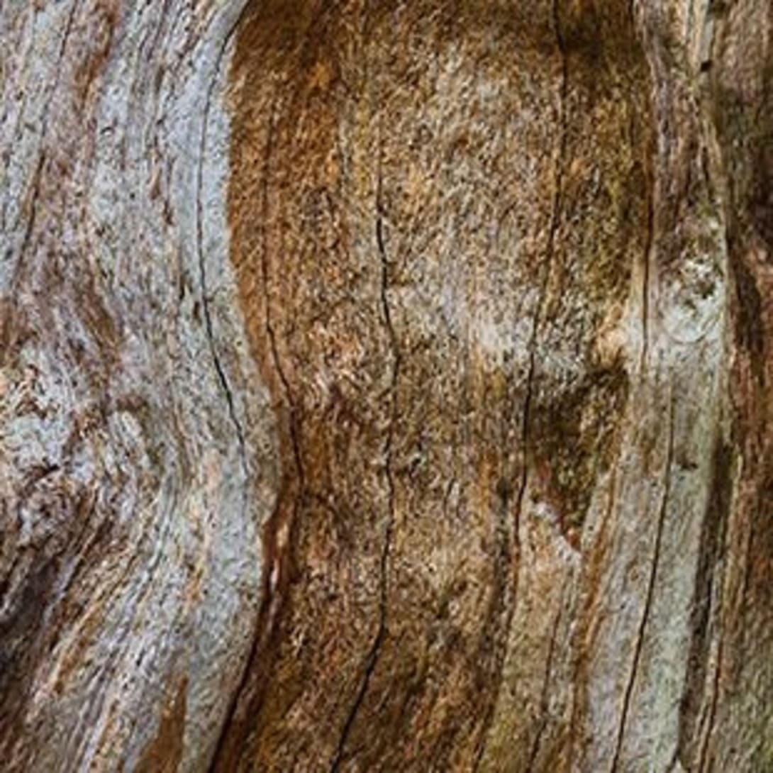 Creative shot of cypress wood and Haitian vetiver essence, the heart notes of Bulgari Man Wood Essence.