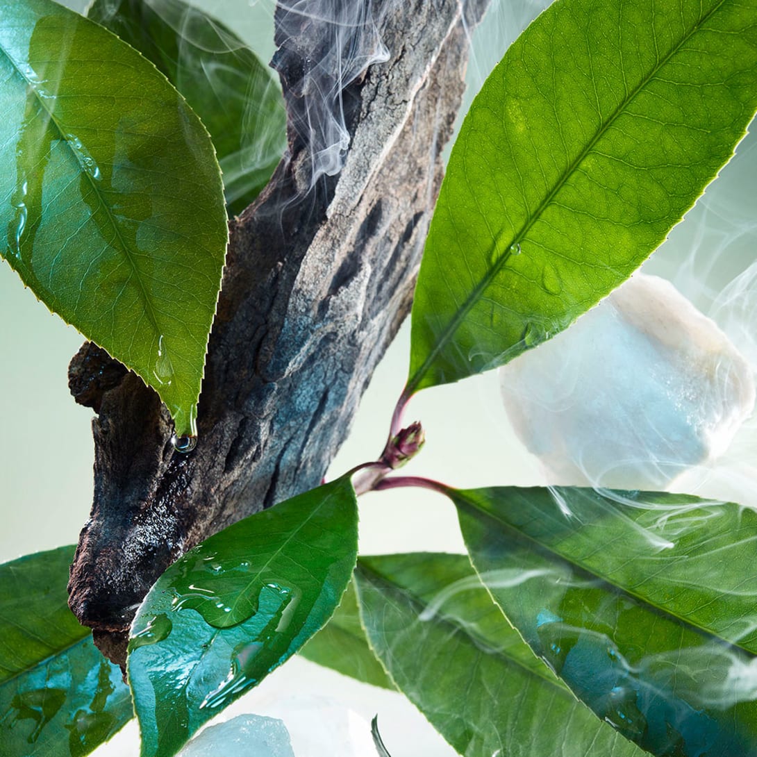 Creative shot of tea leaves and musks, olfactive ingredients of Bulgari Pour Homme Eau de Parfum.