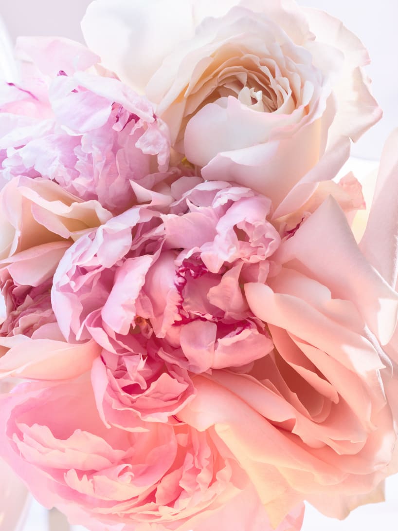 Peonies, the heart note of Rose Goldea Blossom Delight Eau de Toilette, creative shot.