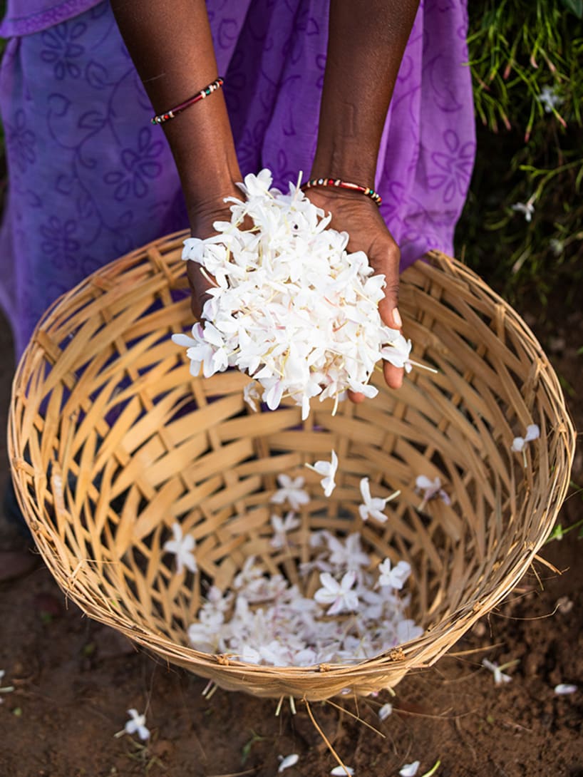 Woman in a jasmine cultivation field from the Flower Gems of India sustainable program.