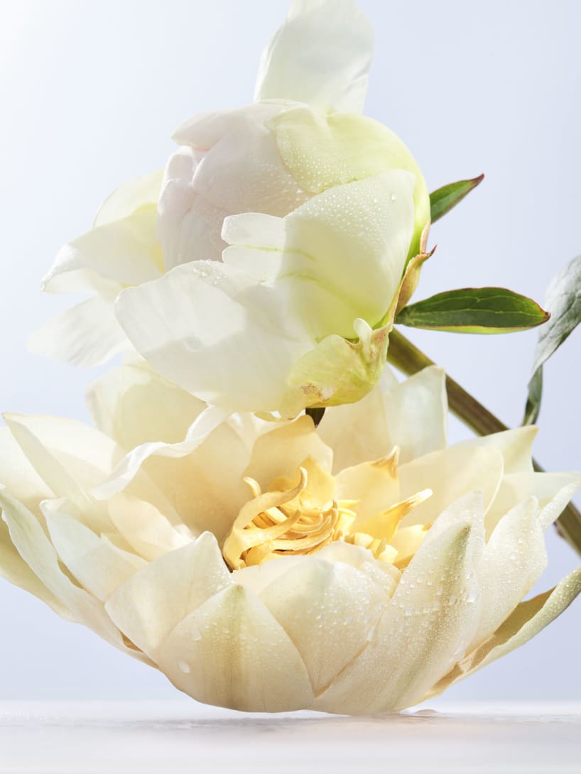 Lotus flower, the heart note of the Omnia Crystalline fragrance, creative shot.