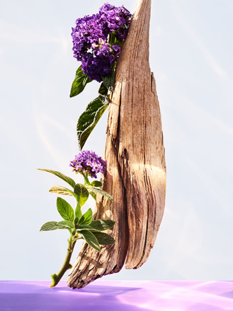 Heliotrope and solar wood, the base notes of the Omnia Amethyste fragrance, creative shot.