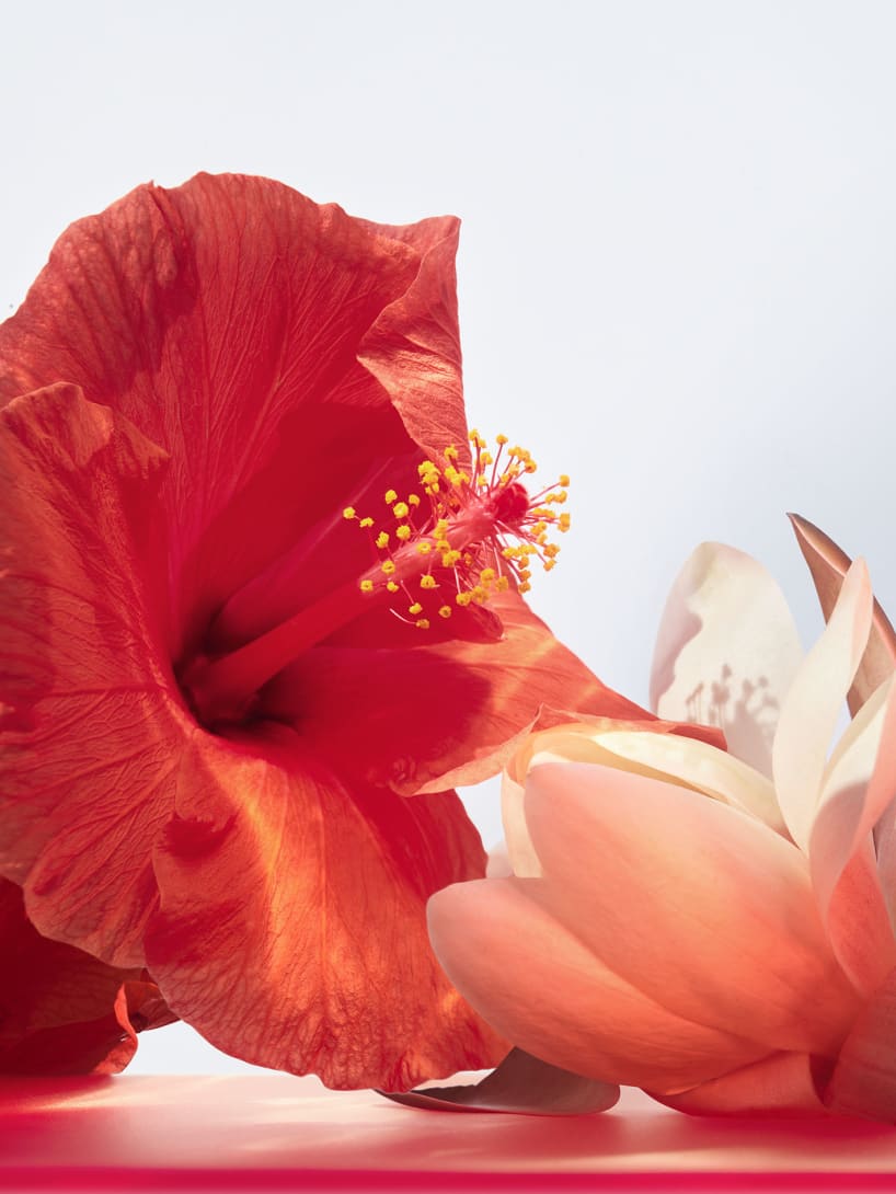 Hibiscus flower and water lily, the heart notes of the Omnia Coral fragrance, creative shot.