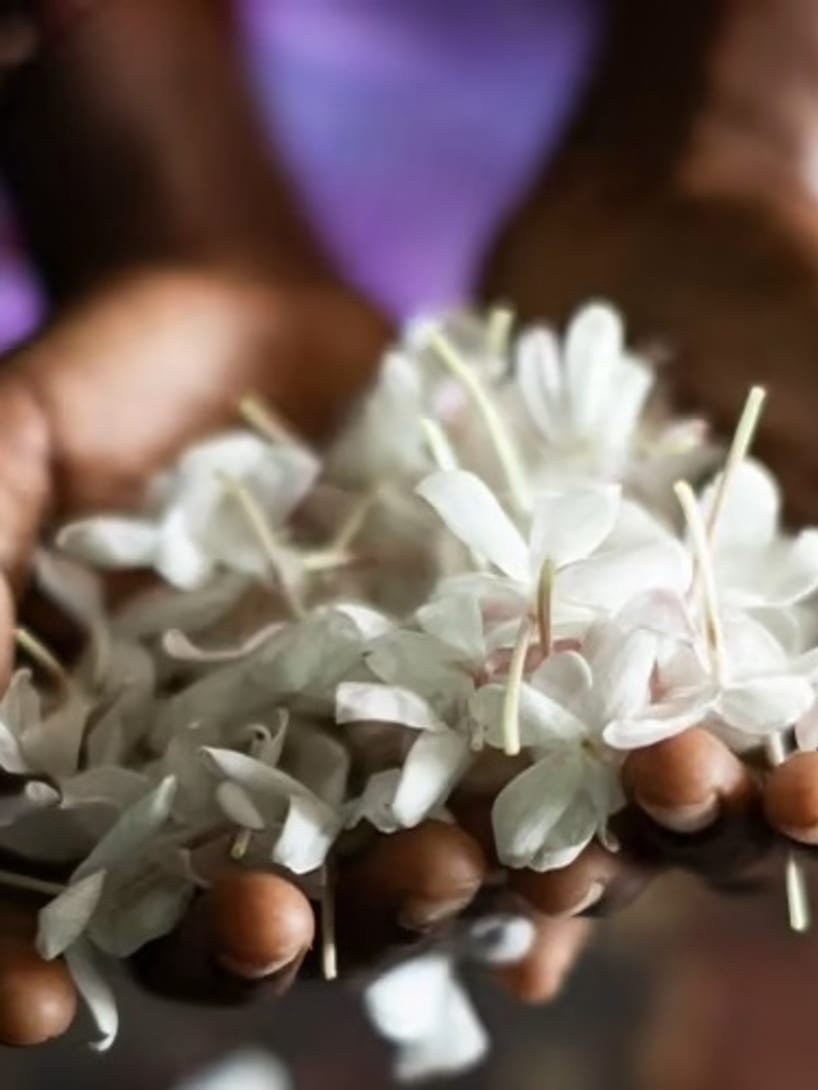 Hands full of white jasmine flowers