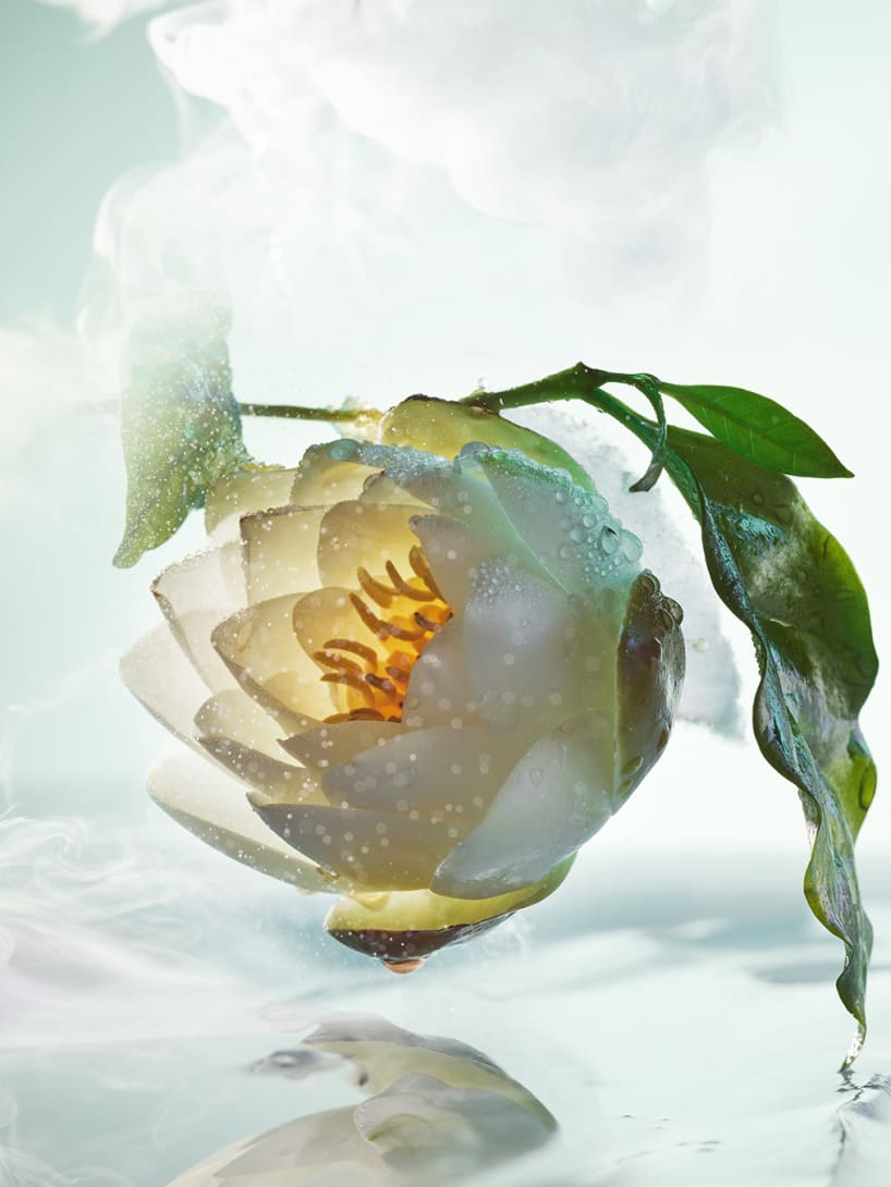 Creative shot of a water lily, one of the olfactive ingredients of Bulgari Pour Homme Eau de Toilette.