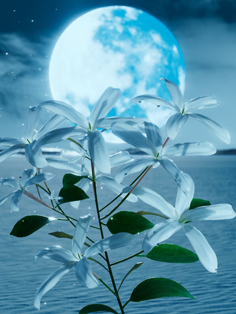 Jasmin Flowers, ingredient of the Bvlgari Le Gemme fragrance, moon and blue landscape in the back.