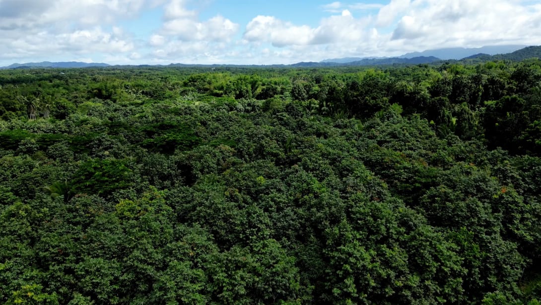 Trees of life: Bvlgari's Commitment to Environmental Responsibility.