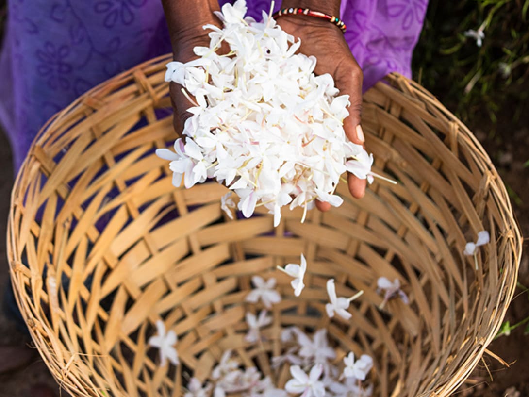 Woman in a jasmine cultivation field from the Flower Gems of India sustainable program.