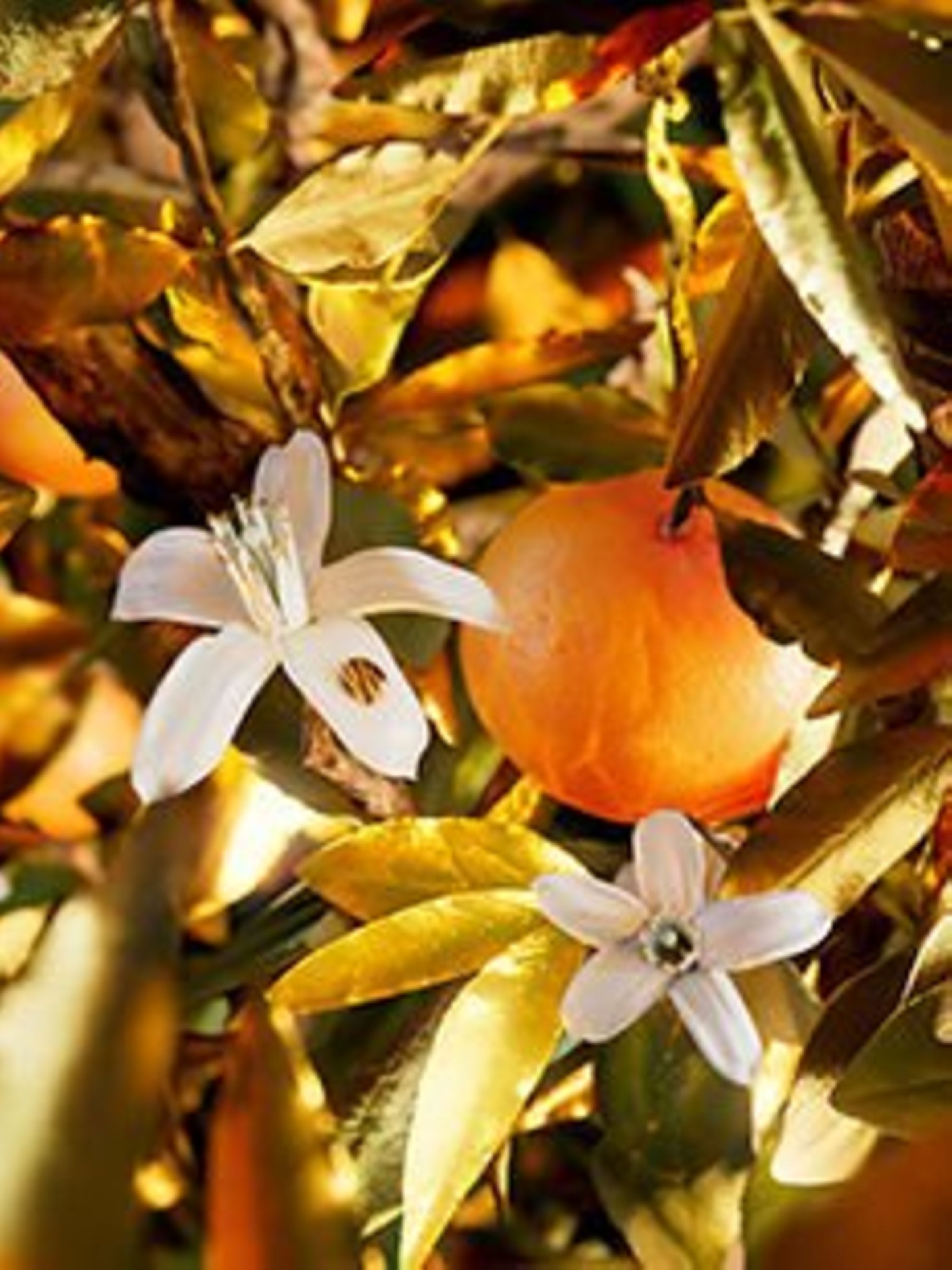 Creative shot of grapefruit trees, the main olfactive notes of the Bvlgari Le Gemme Tygar fragrance.