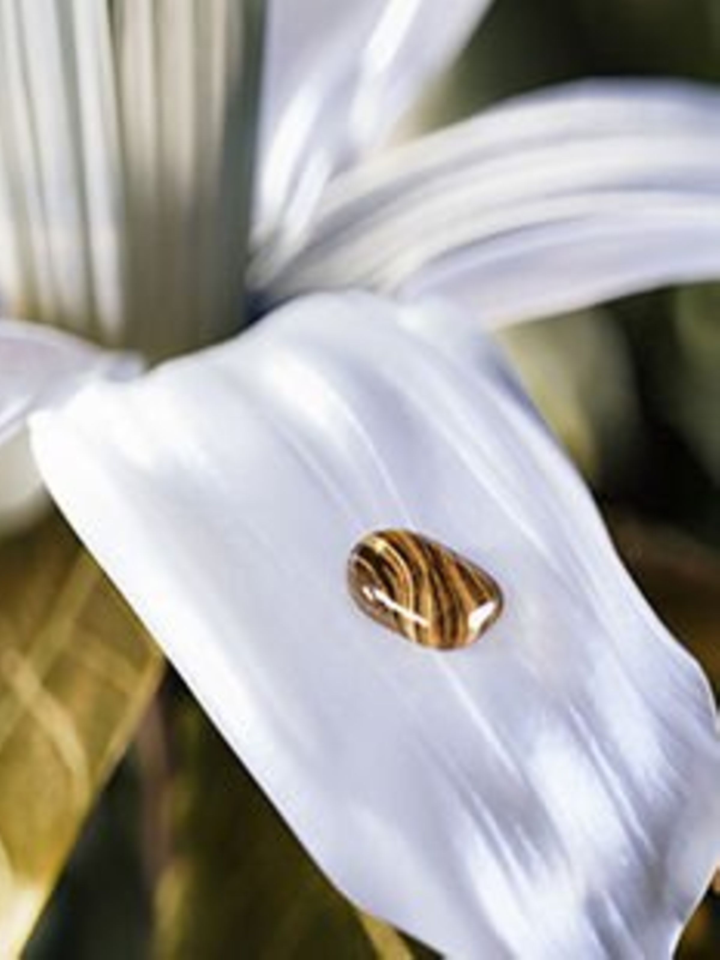 Creative shot of an ambrox drop on a grapefruit flower, ingredients of Bvlgari Le Gemme Tygar.