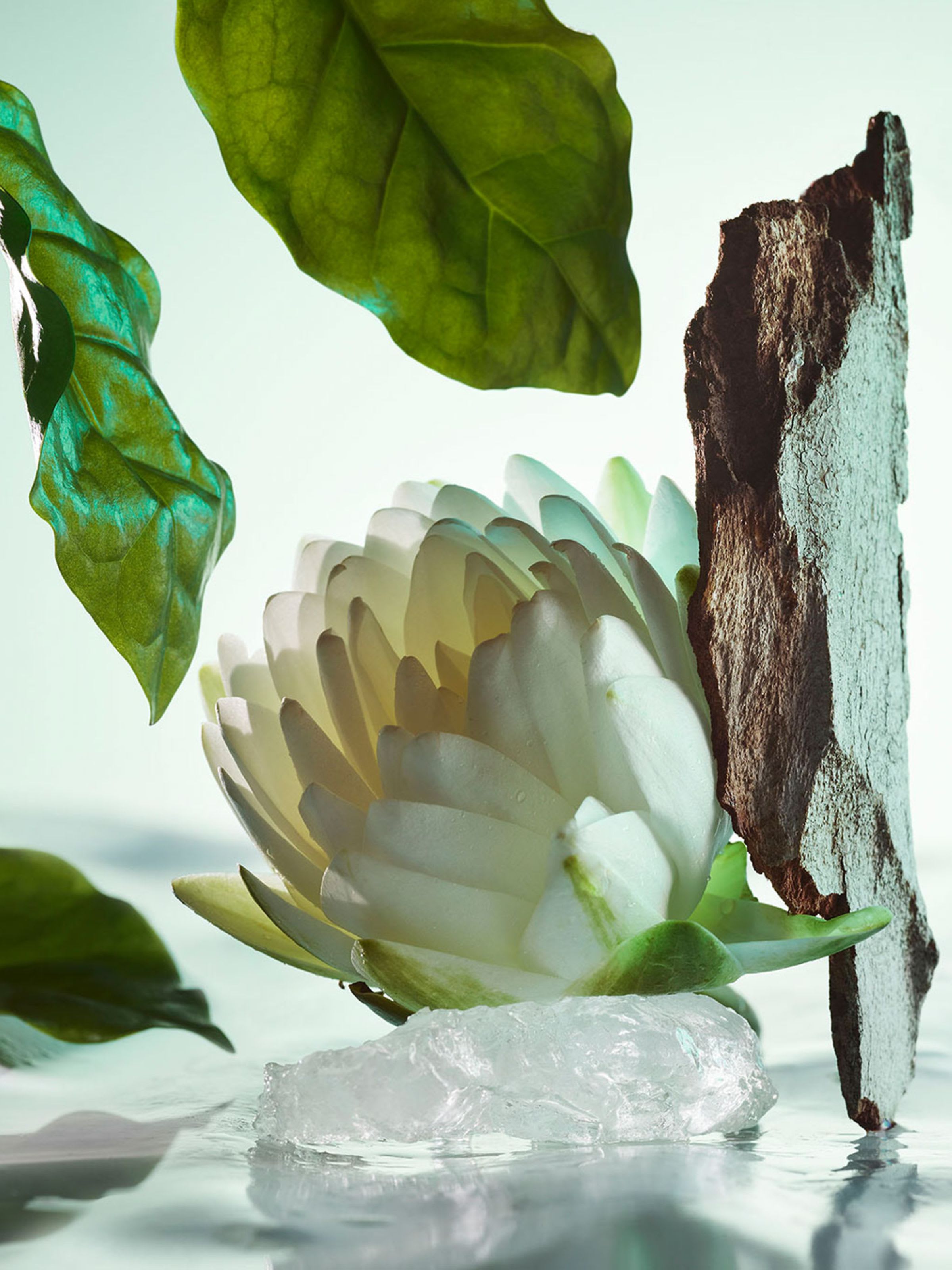 Water lily and Darjeeling tea, olfactive ingredients of the Bulgari Pour Homme fragrance.