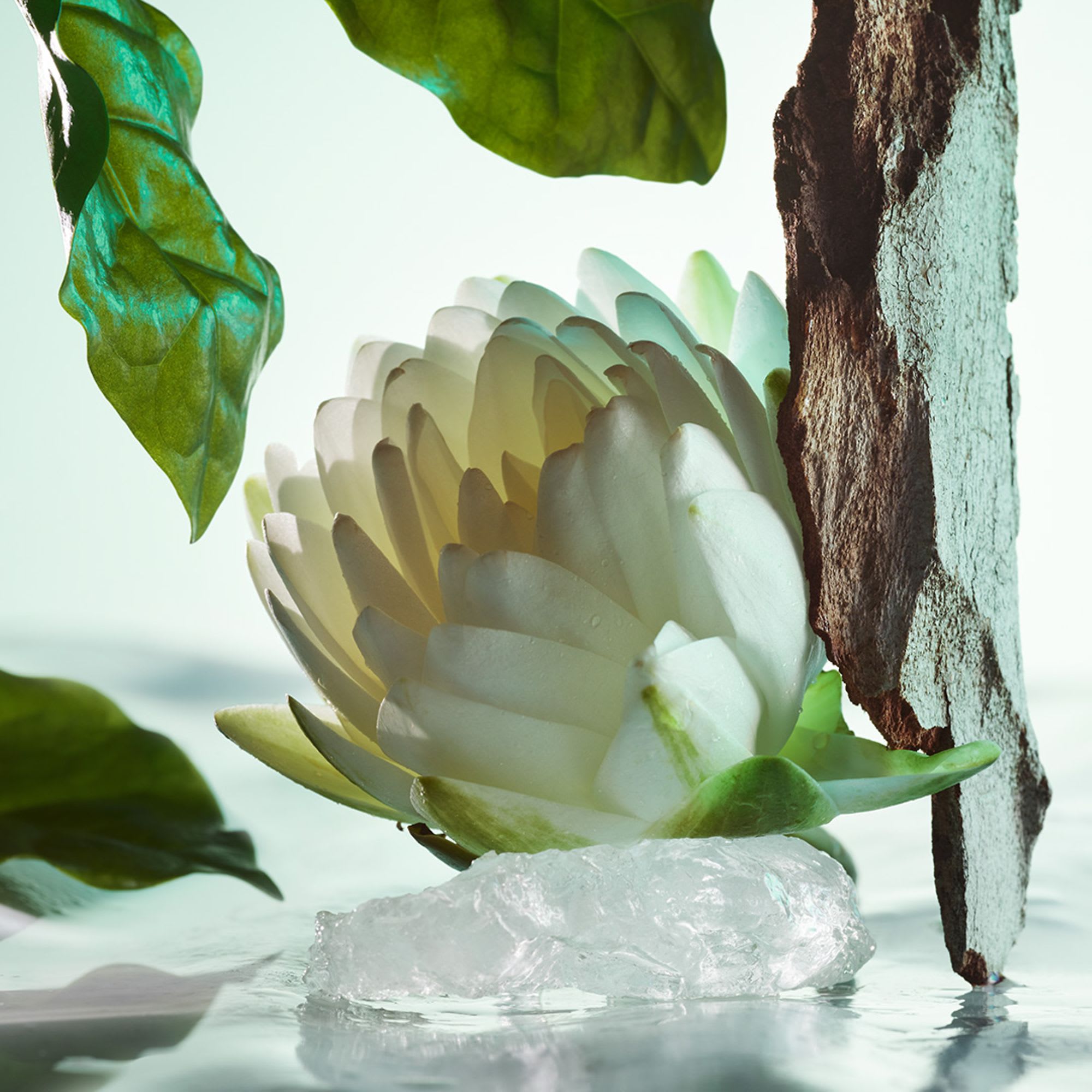 Bvlgari darjeeling tea online
