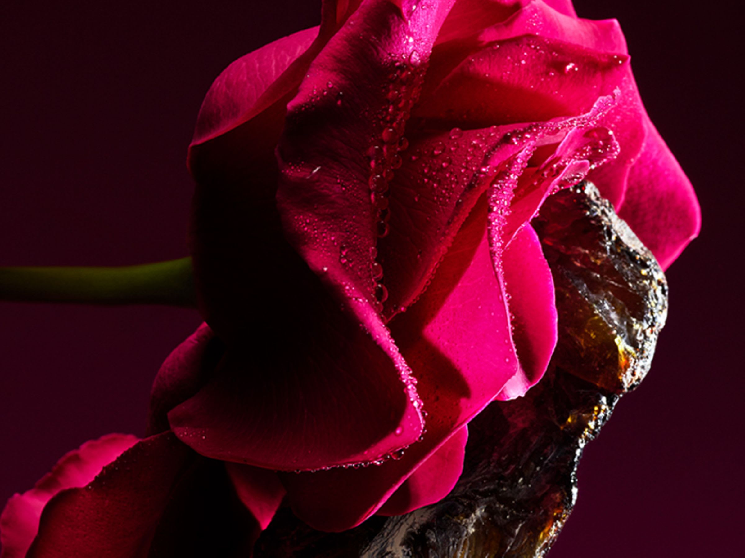Creative shot of taif rose and ambergris, the main ingredients of the Bvlgari Le Gemme Sahare fragrance.