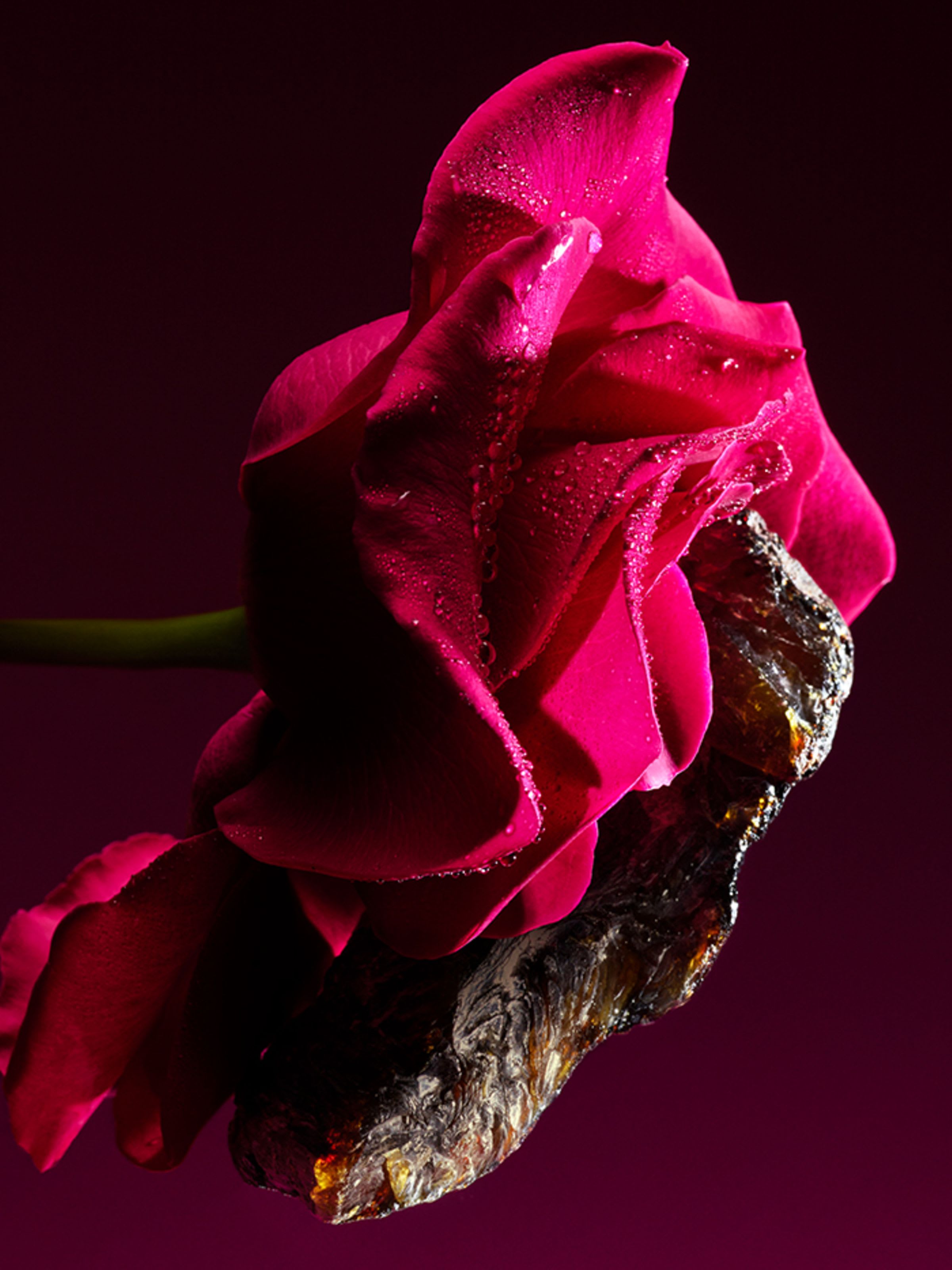 Creative shot of taif rose and ambergris, the main ingredients of the Bvlgari Le Gemme Sahare fragrance.