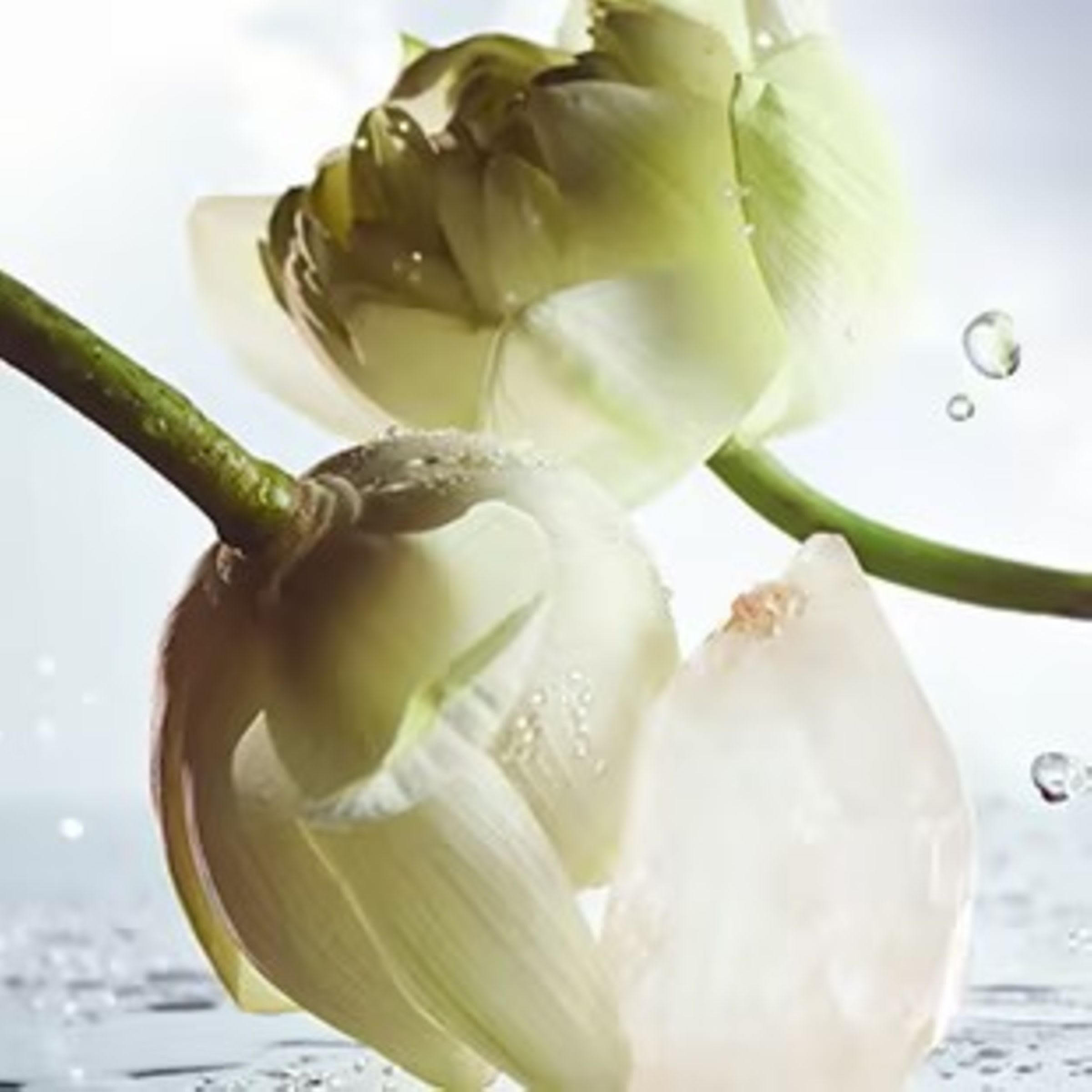 Creative shot of the olfactive ingredients of the Bulgari Man Rain essence fragrance.