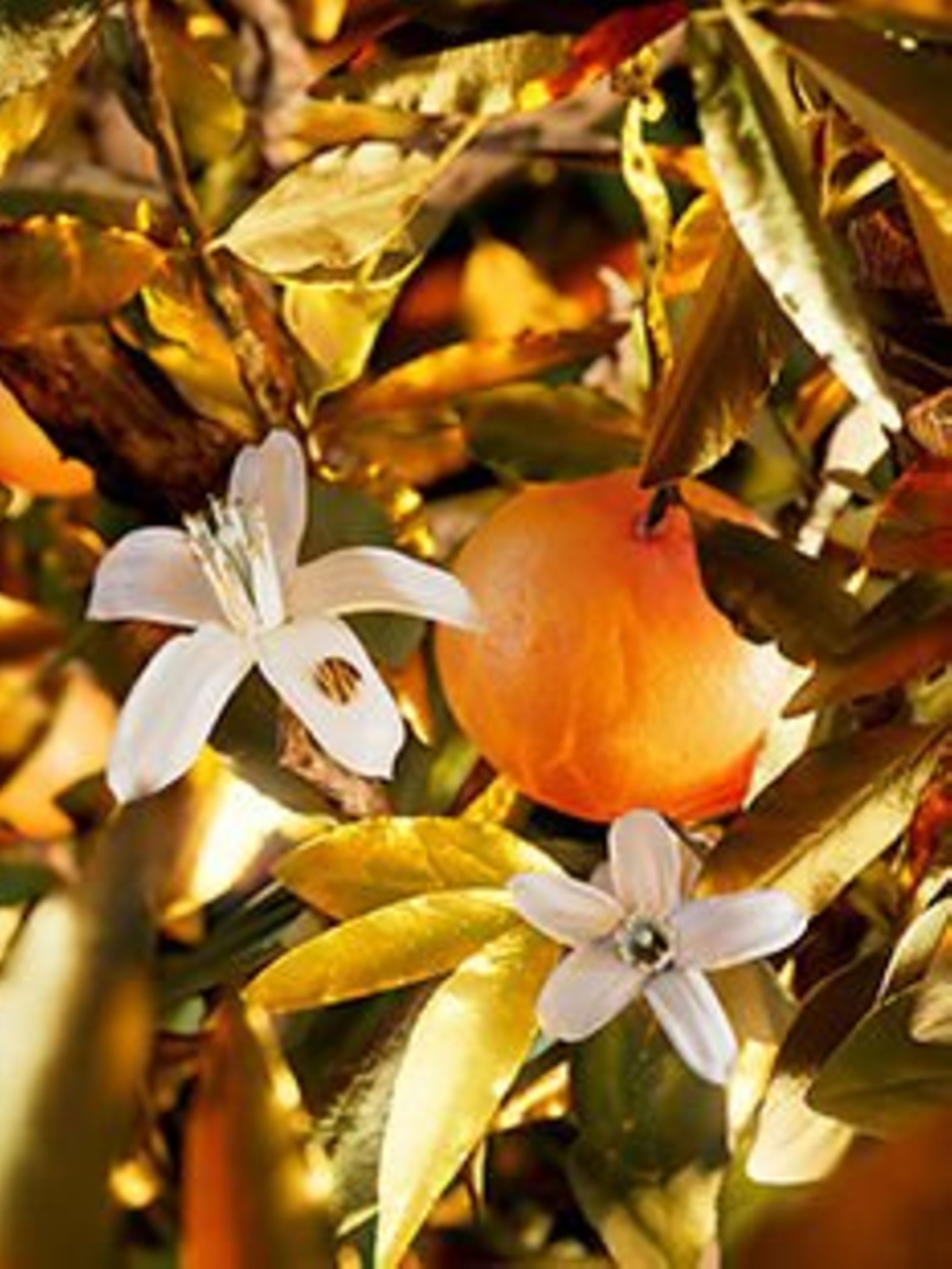 Creative shot of grapefruit trees, the main olfactive notes of the Bvlgari Le Gemme Tygar fragrance.